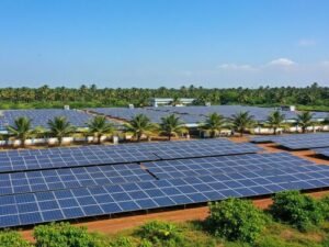 An aerial view of a massive solar panel field integrated with palm trees and lush green vegetation under a vibrant blue sky.